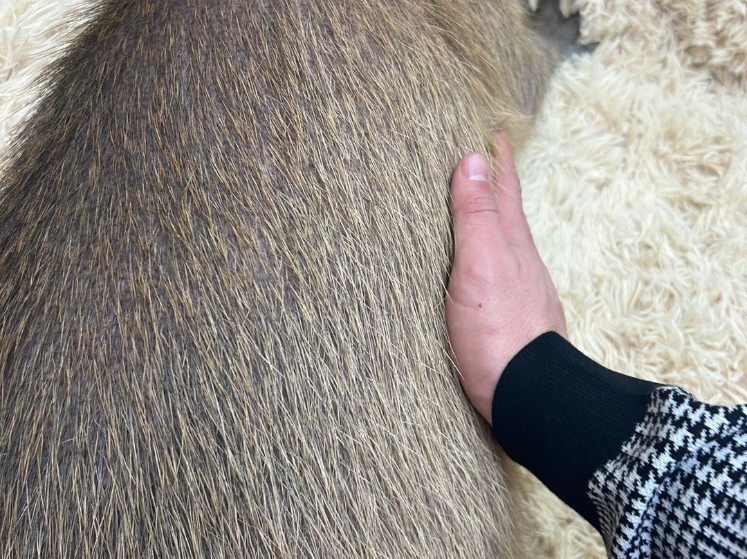 Capybara Land PUIPUI-横滨市必去景点