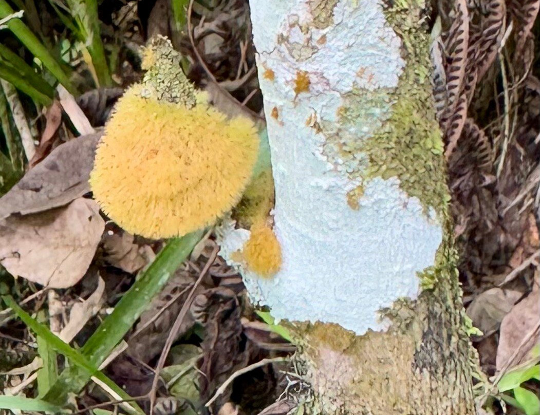 Kasaguadua Natural Reserve-萨伦托必去景点