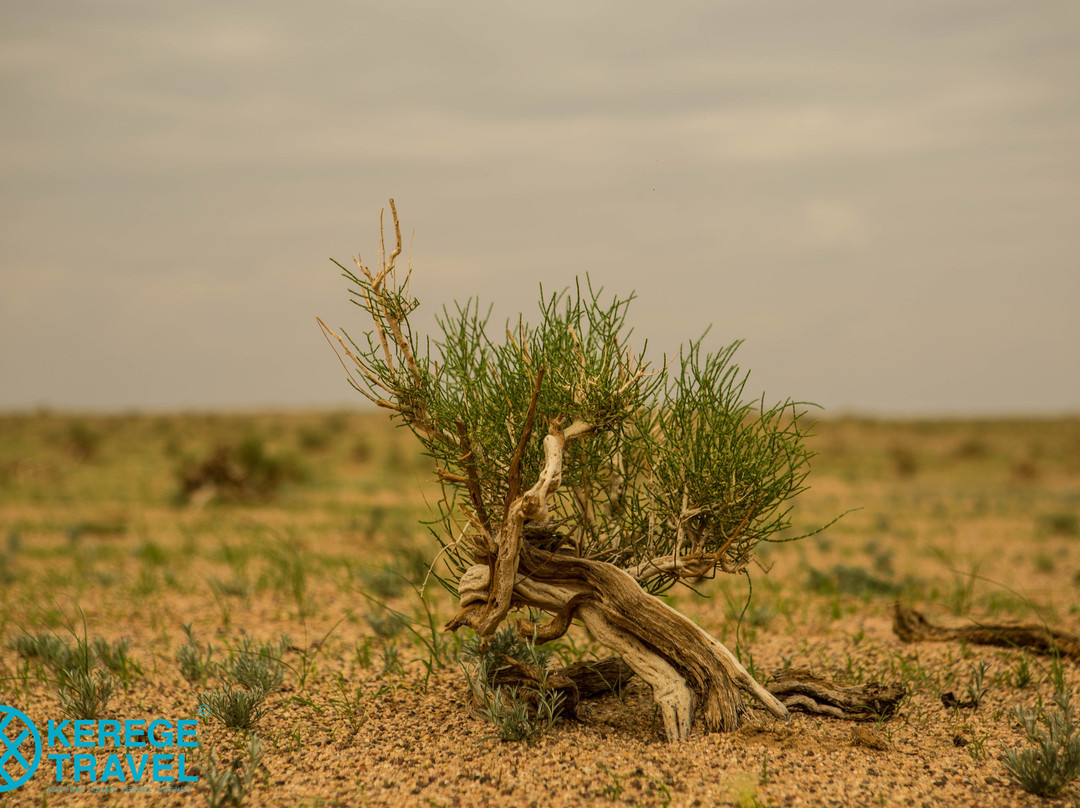 Bayanzag Cliff-Dalanzadgad必去景点