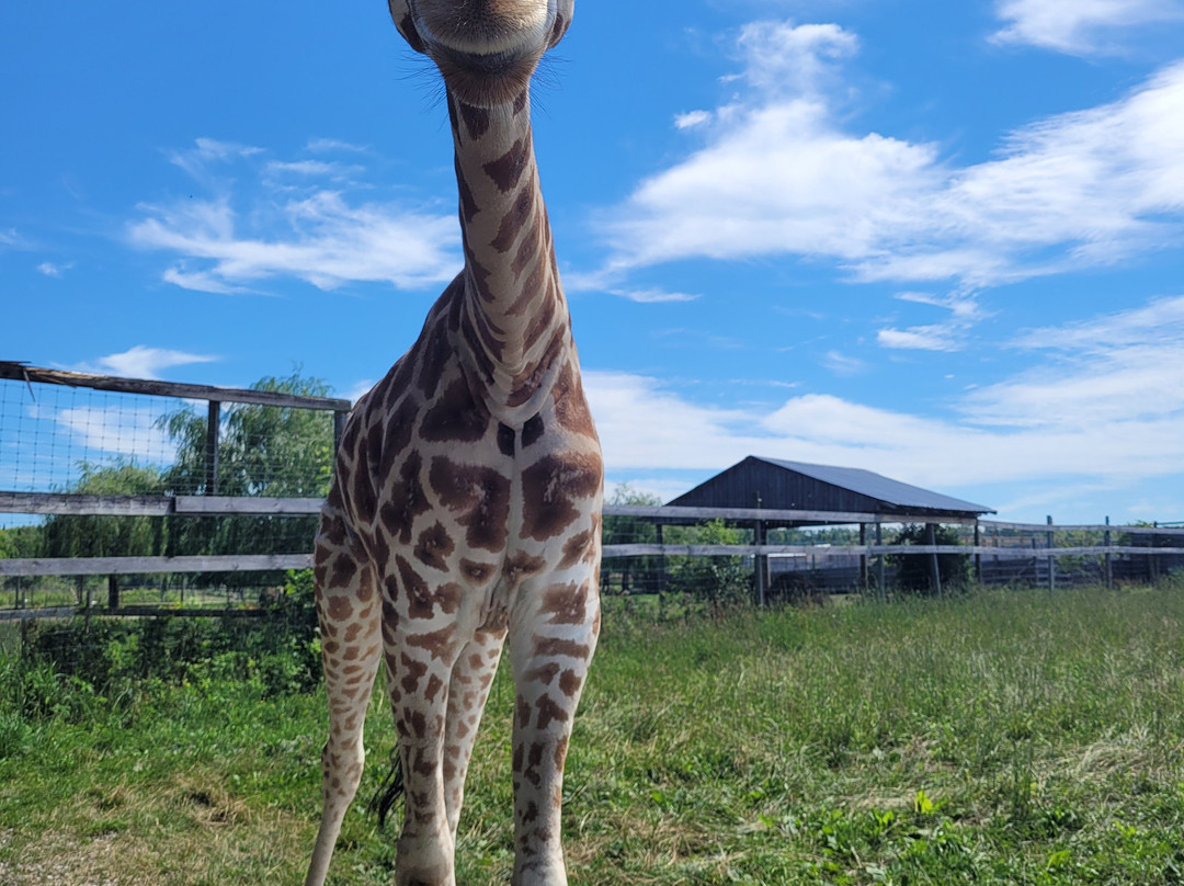 Elmvale Jungle Zoo-Elmvale必去景点