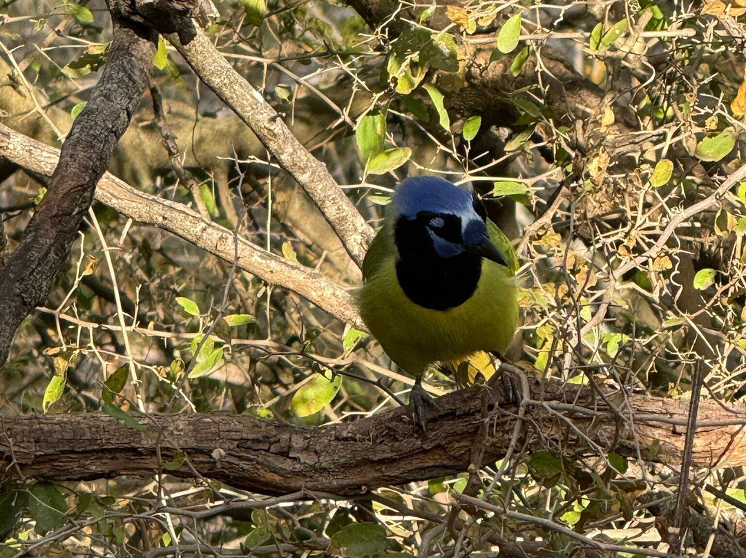 Bentsen-Rio Grande Valley State Park-Mission必去景点