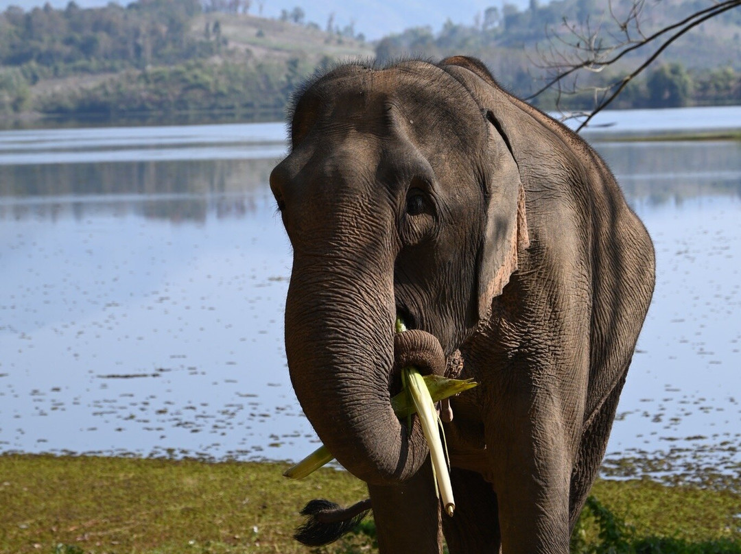 Elephant Conservation Center景点图片