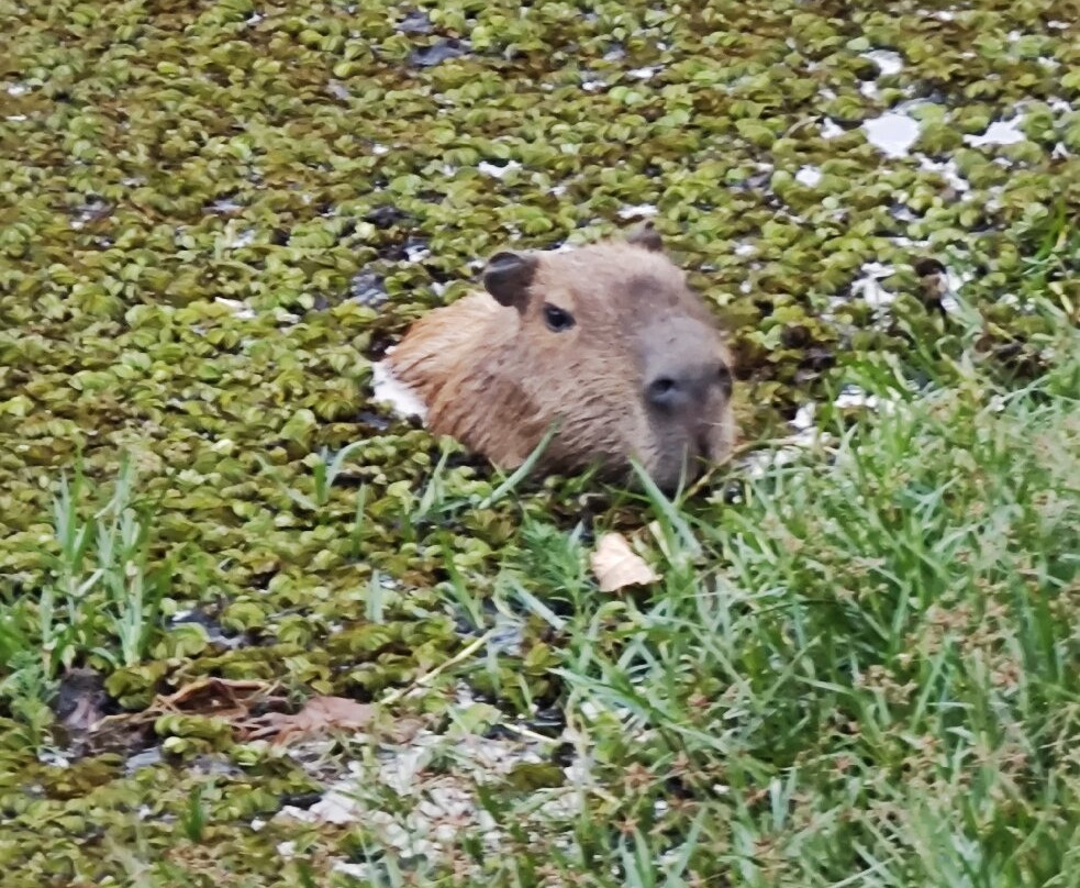 Parque Tingui-库里提巴必去景点