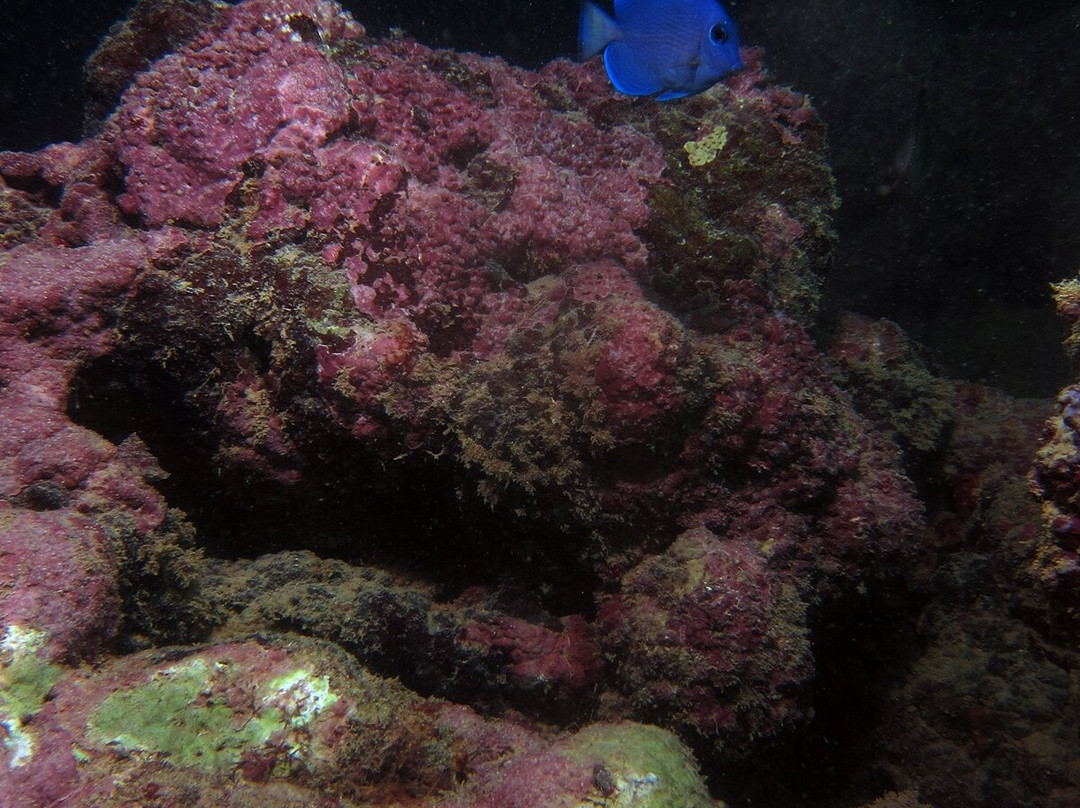Mergulho Mágico-São José da Coroa Grande必去景点