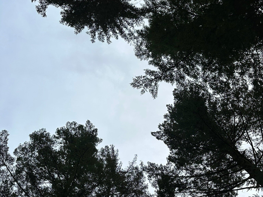 Whinlatter Forest-Braithwaite必去景点