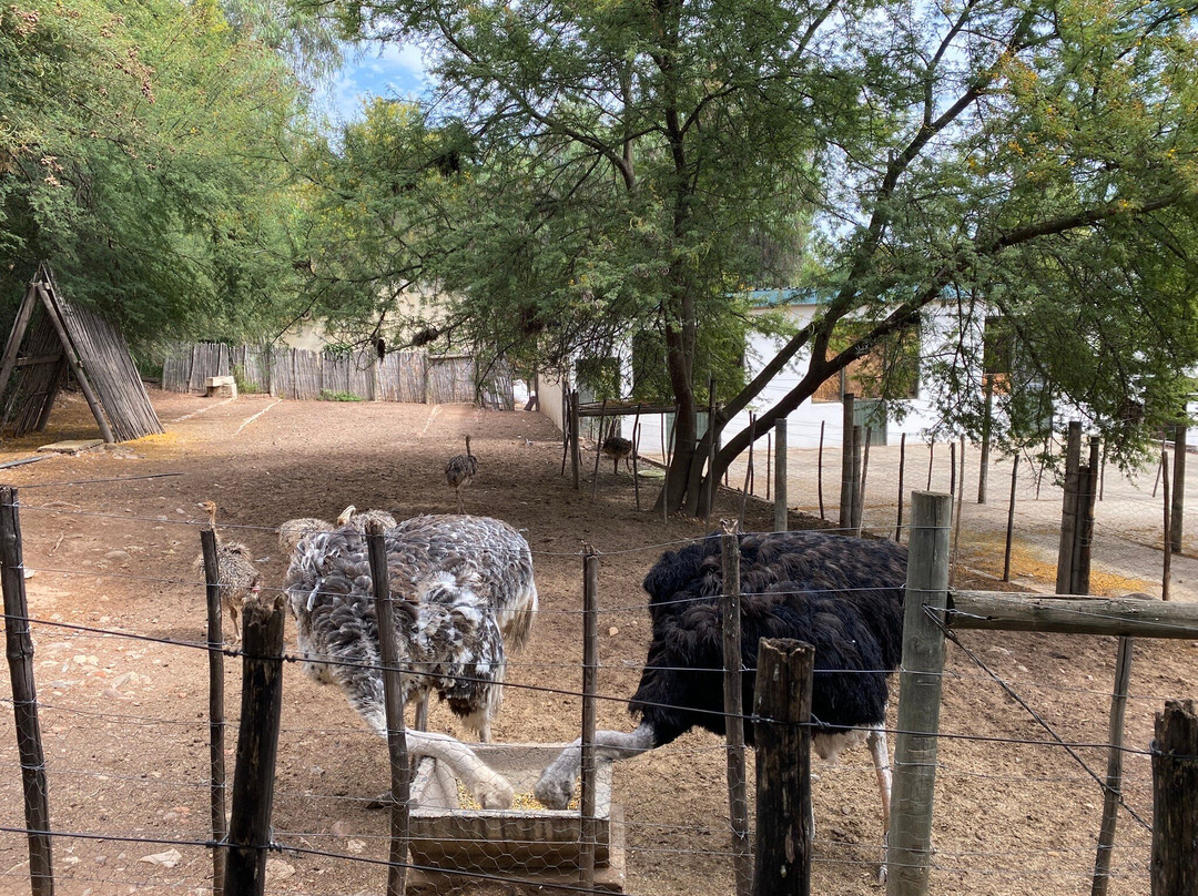Cango Ostrich Show Farm-奥兹洪必去景点