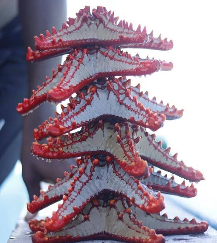 Ali Super Guide Zanzibar-Kilimajuu必去景点