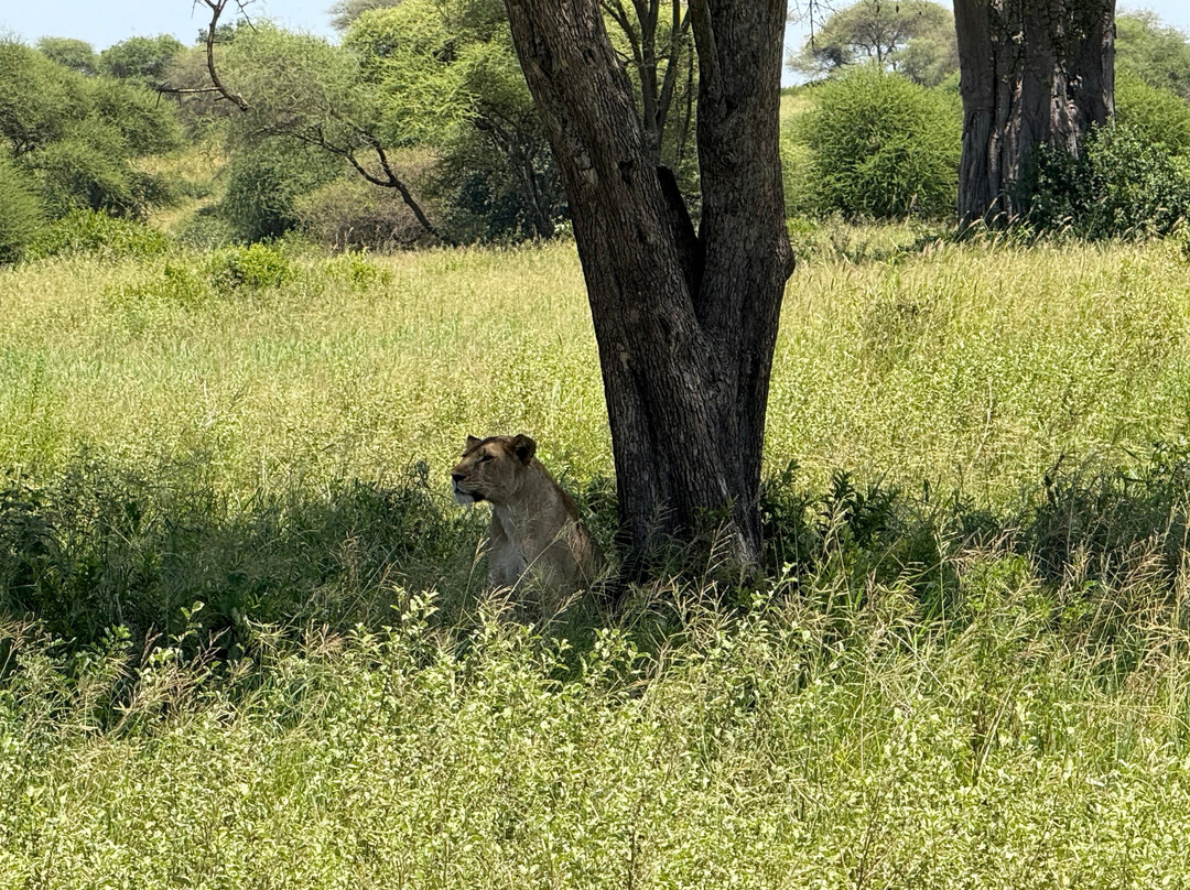 Nathan African Safari-Mto wa Mbu必去景点