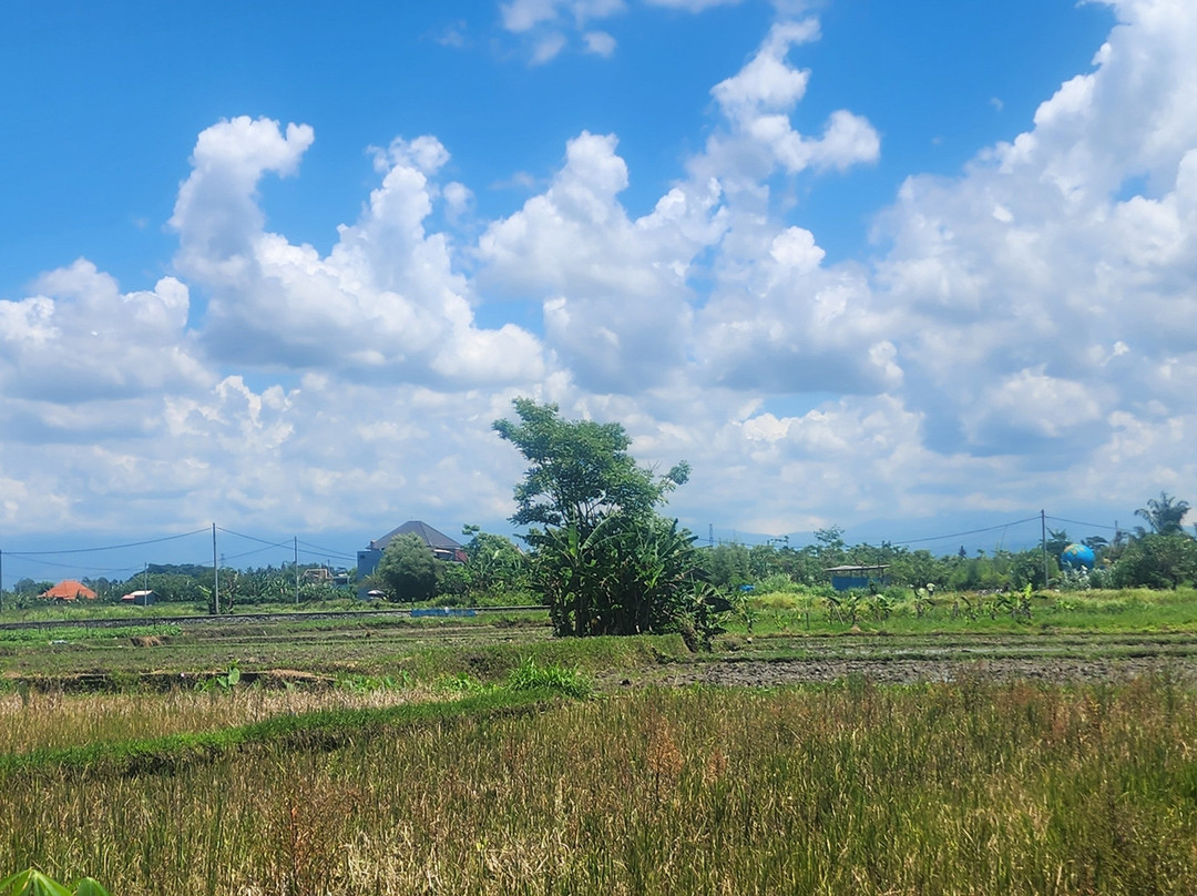 Reddog Bali Tours景点图片