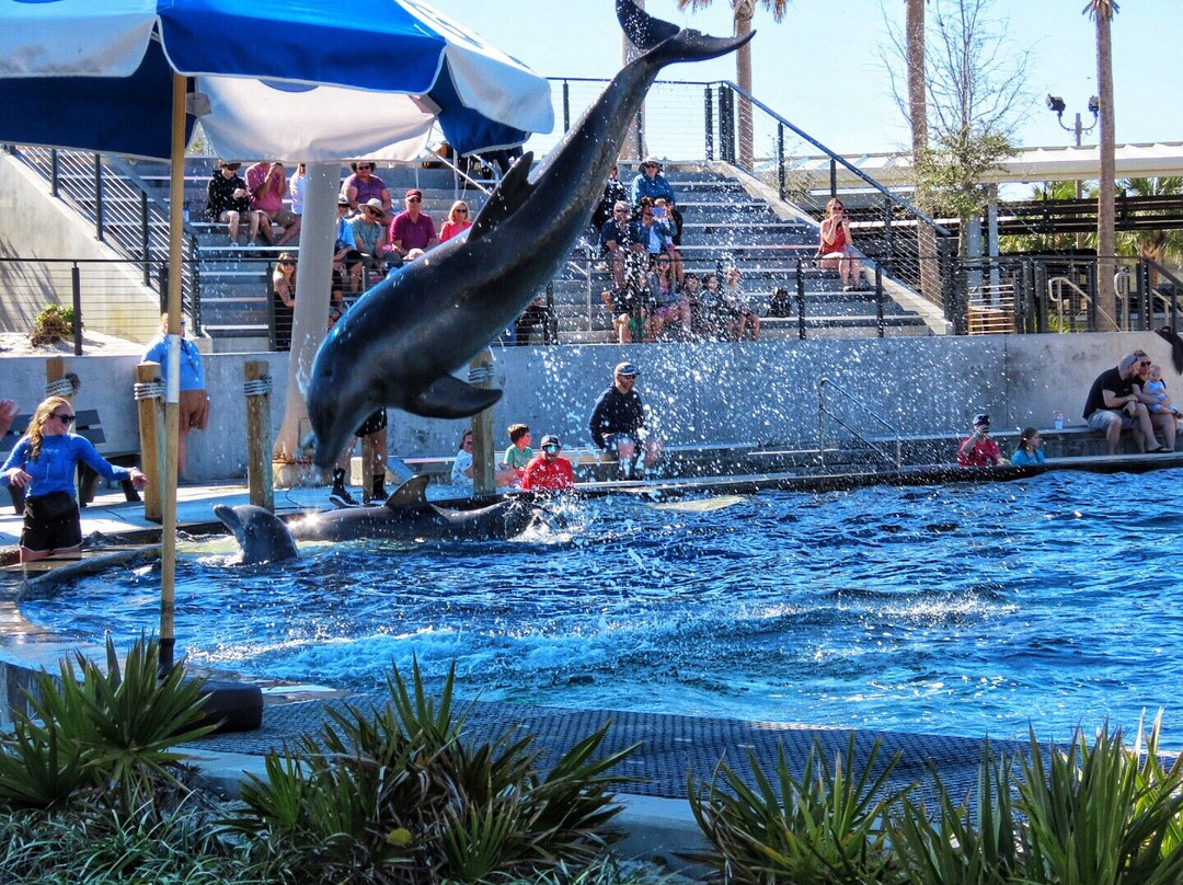 Gulfarium Marine Adventure Park景点图片