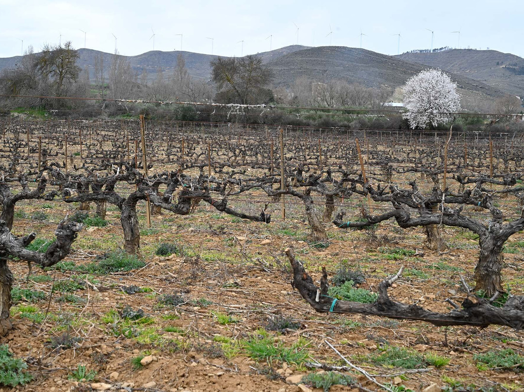 Bodegas Caudalia-Lerga必去景点