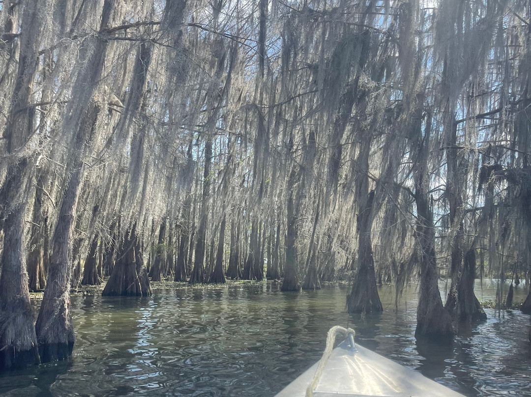 Cajun Country Swamp Tours景点图片