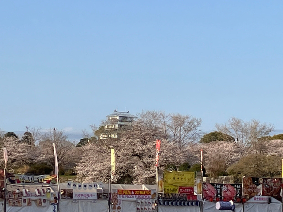 Fukuoka Castle Cherry Blossom Matsuri景点图片