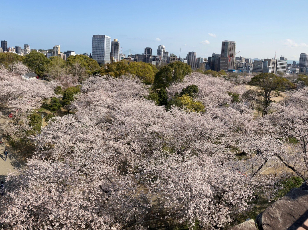 Fukuoka Castle Cherry Blossom Matsuri景点图片