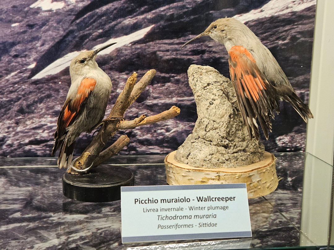 Museo Ornitologico Luigi Scanagatta-瓦伦纳必去景点