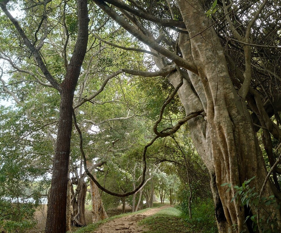 Thonigala Rock Inscriptions-Thonigala必去景点