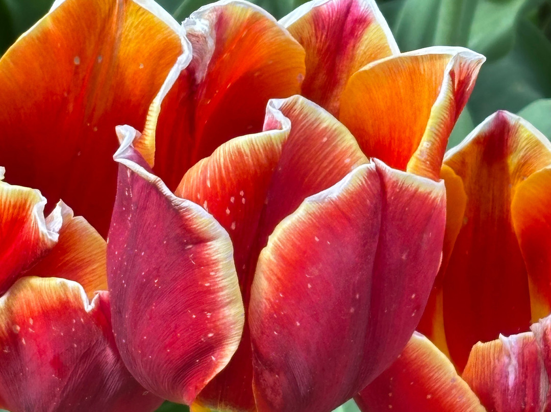 Harrison Tulip Festival-阿加斯市必去景点