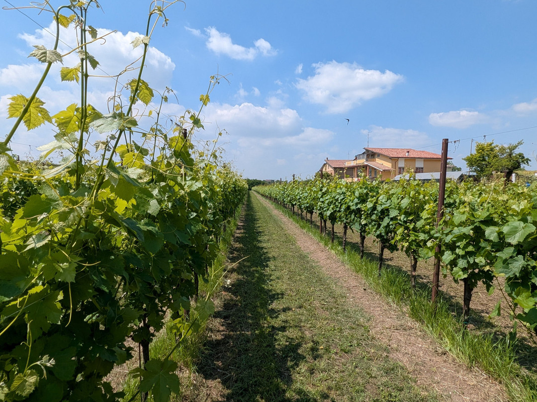 Corte Fornello Winery-明乔河畔瓦莱焦必去景点