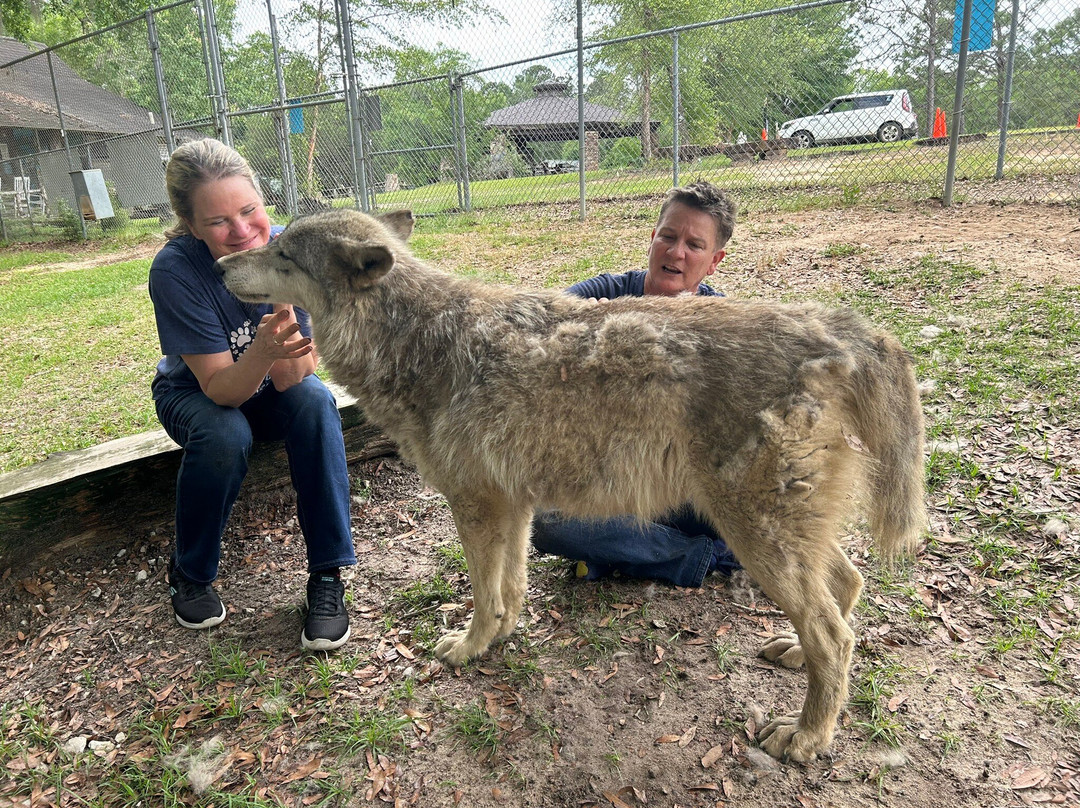 Seacrest Wolf Preserve景点图片