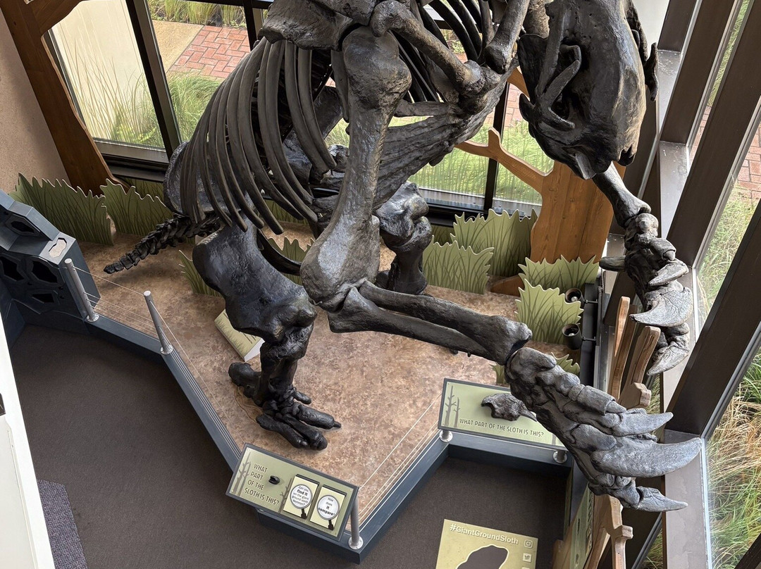 Cape Fear Museum景点图片