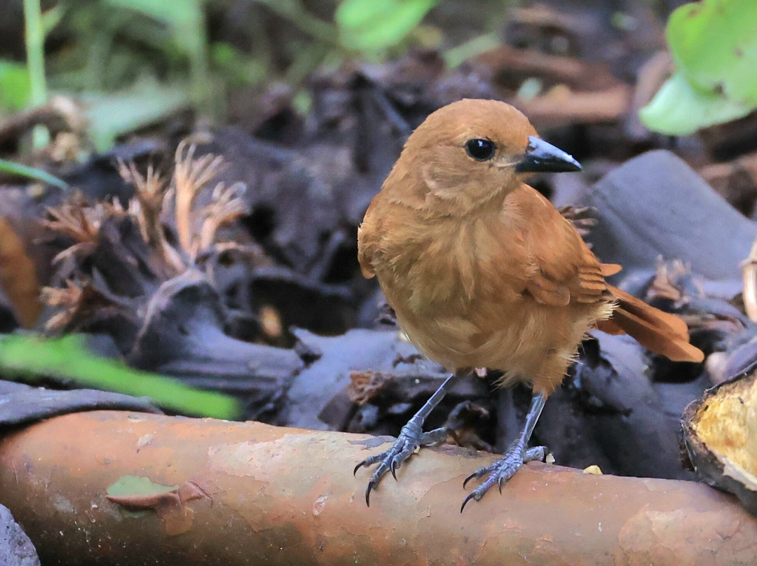 Sachatamia Lodge主图