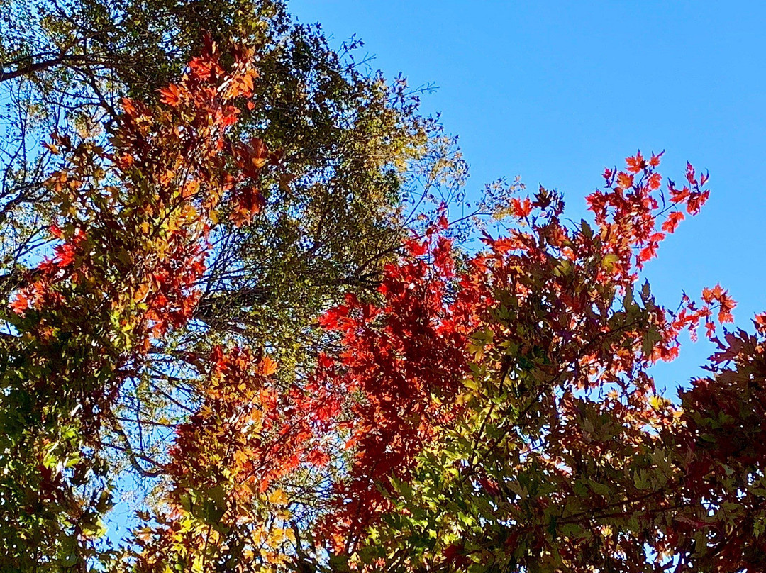 Maplewood Cemetery-Harrison必去景点