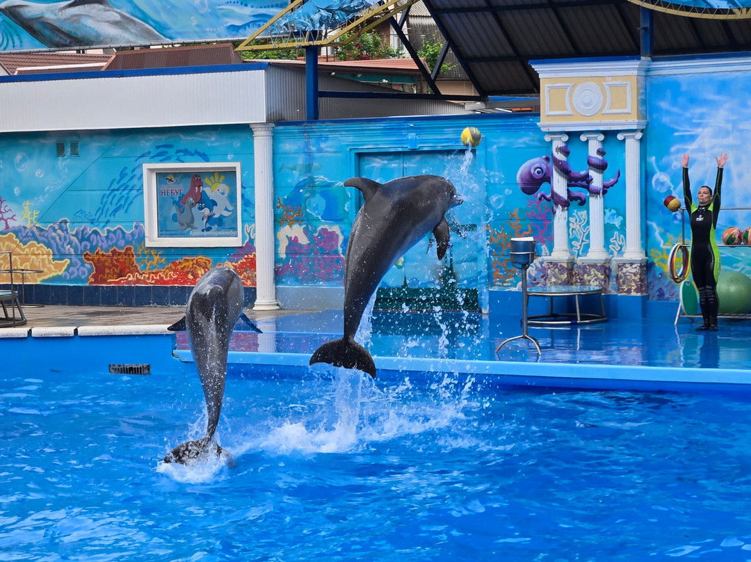Aqua-Mir Dolphinarium景点图片