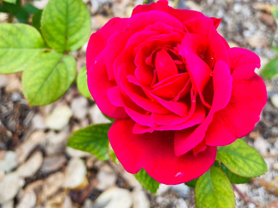 Anzac Memorial Park-Gulgong必去景点