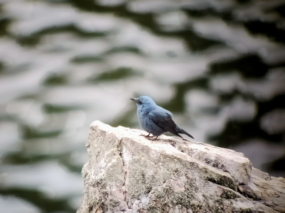 Birding Naturaleza景点图片
