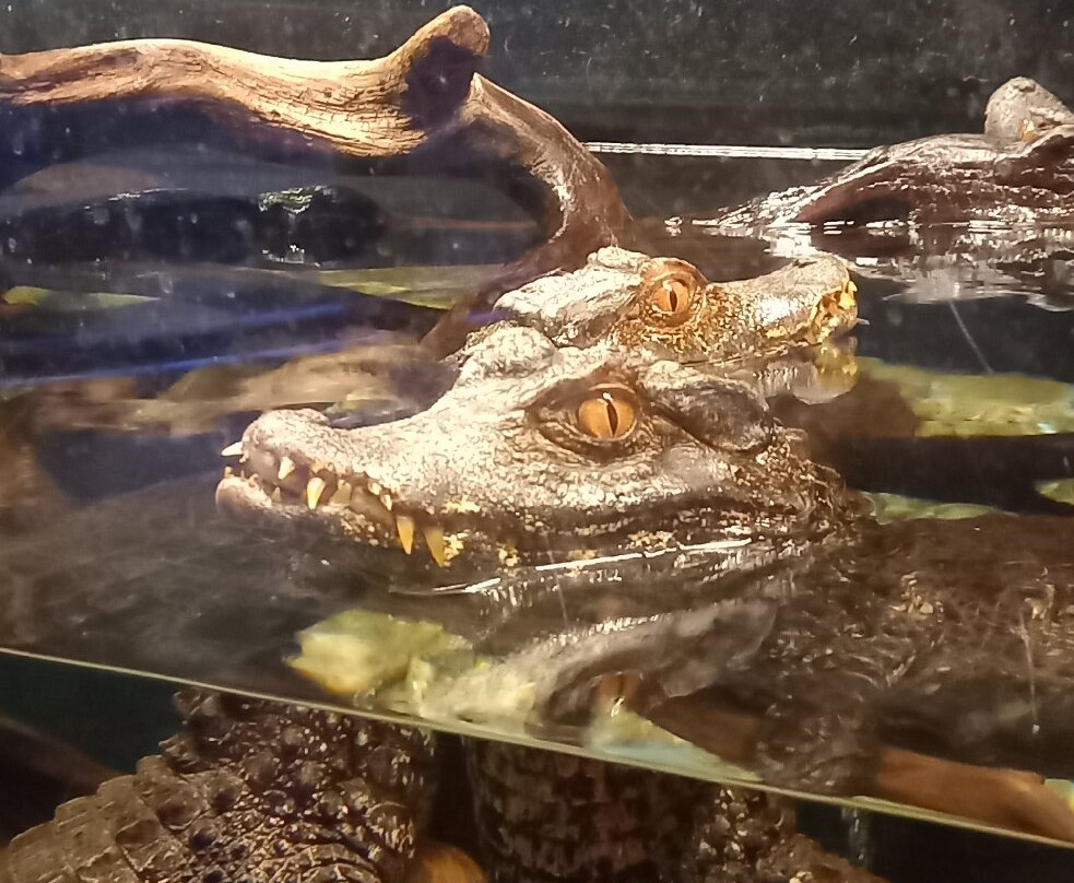 OdySea Aquarium景点图片