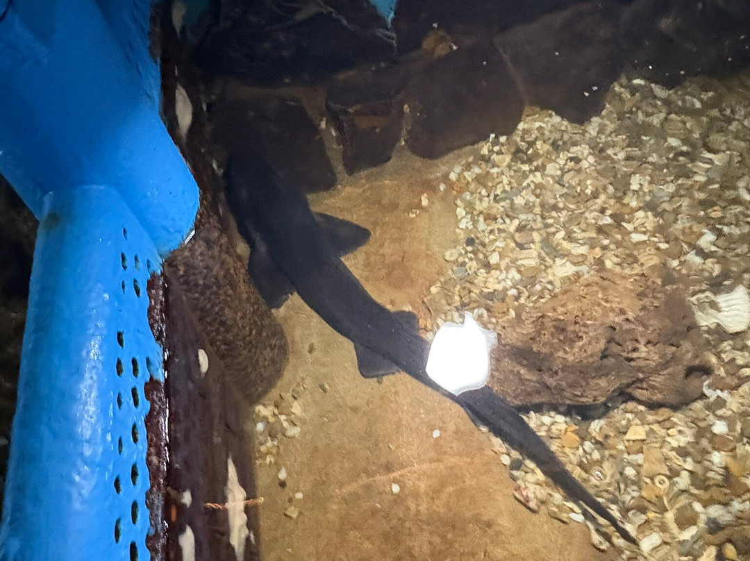 Fowey Aquarium-福伊必去景点