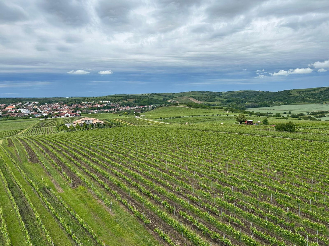 Wine Tours Moravia景点图片