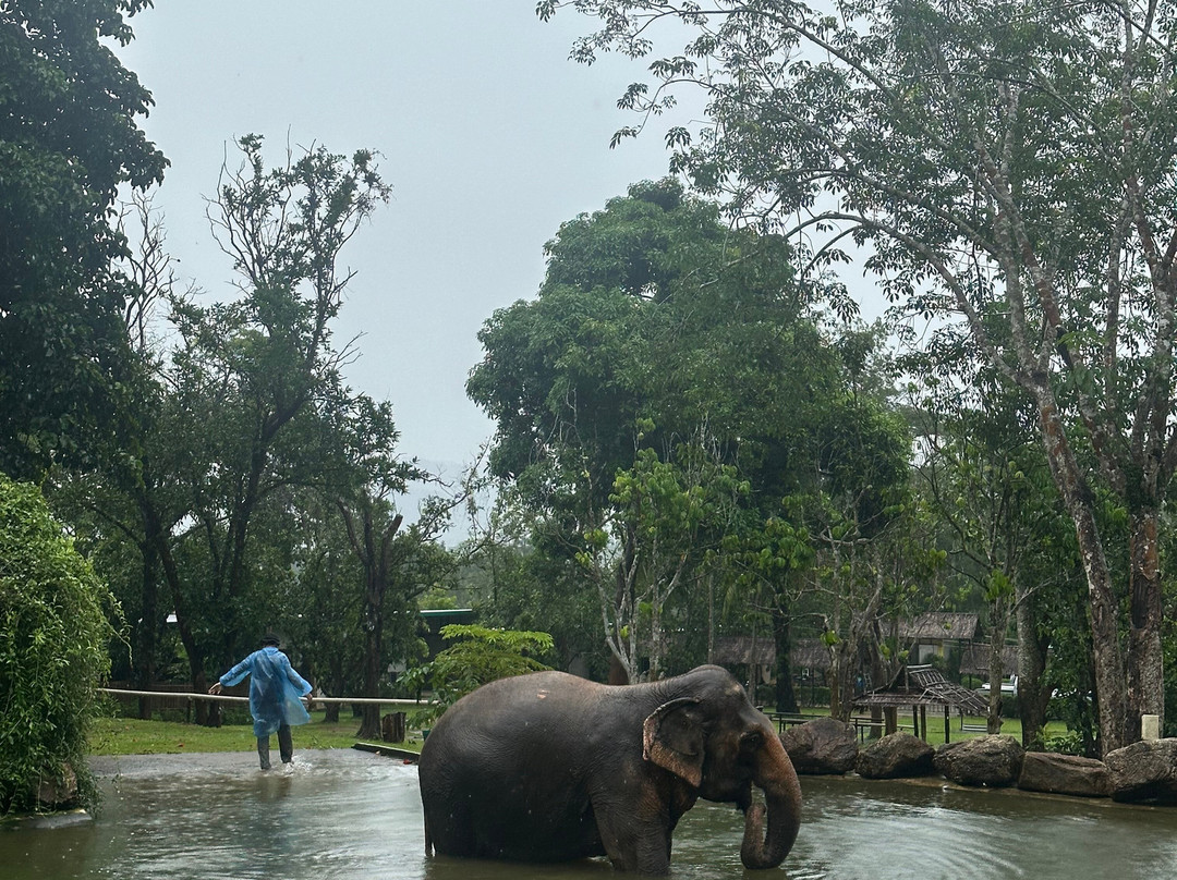 Phuket Elephant Nature Reserve景点图片