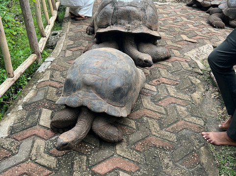 My experiences in Zanzibar-桑给巴尔岛必去景点