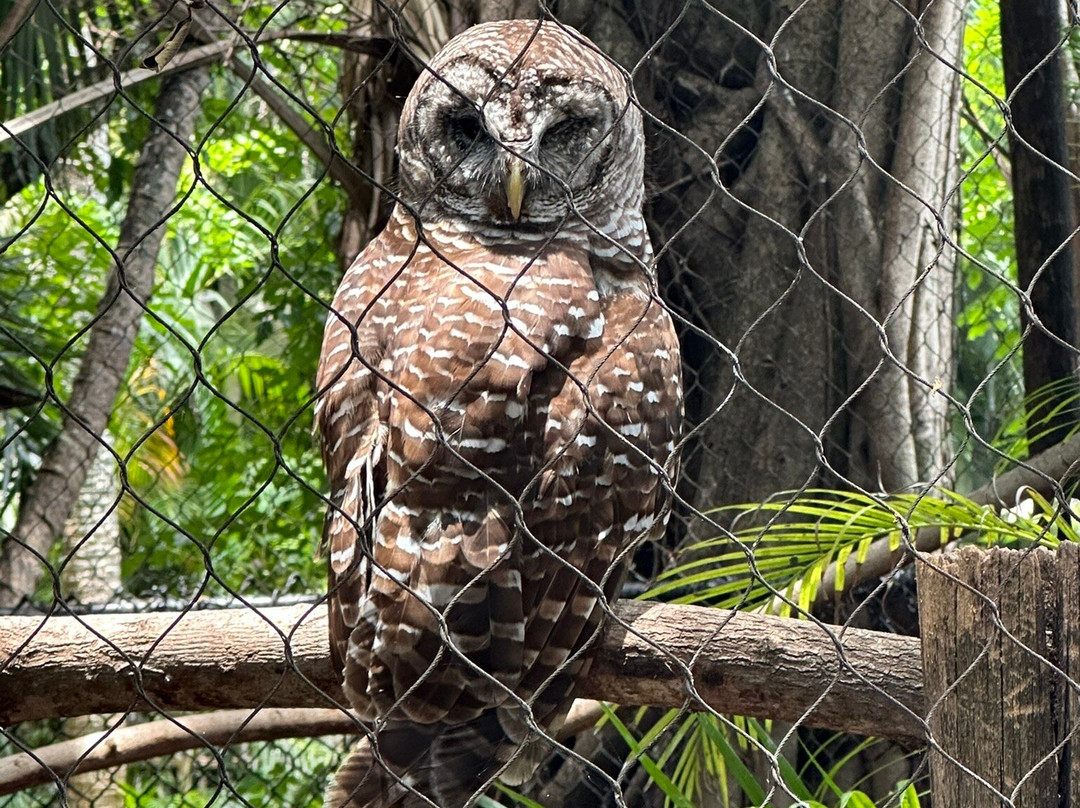 Palm Beach Zoo & Conservation Society景点图片