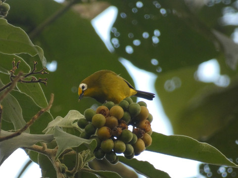 Cisticola Tours-内罗毕必去景点