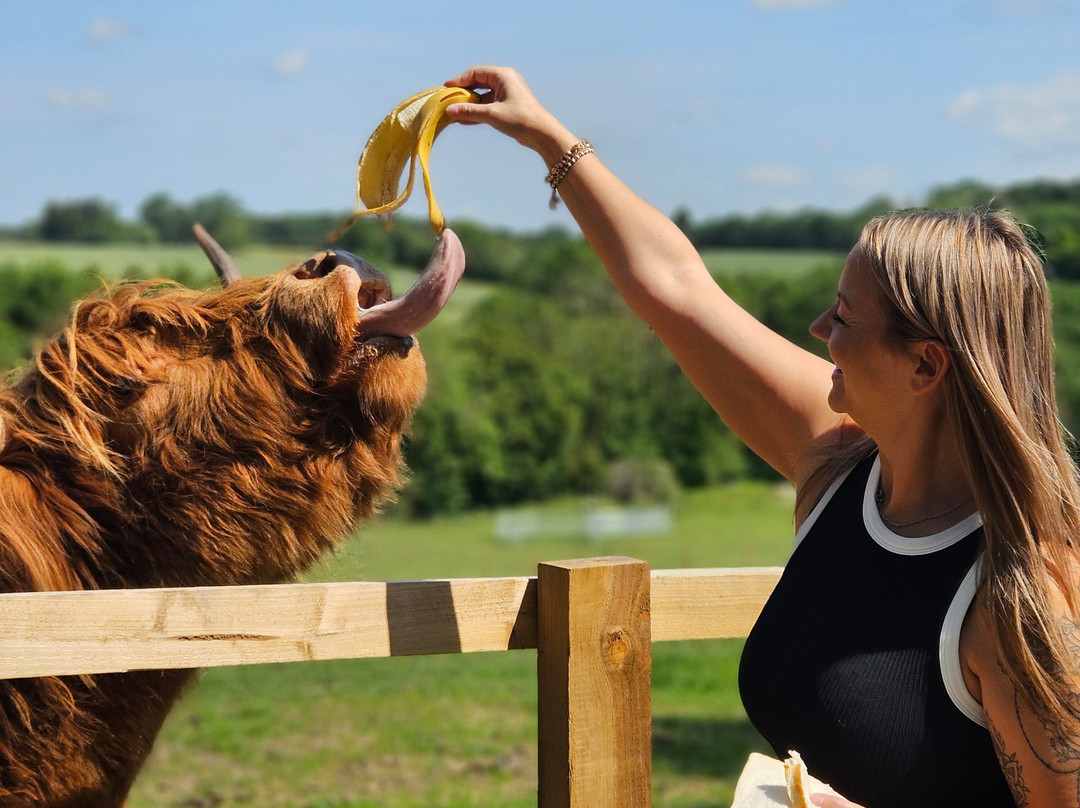 Highland Cow Cottage景点图片