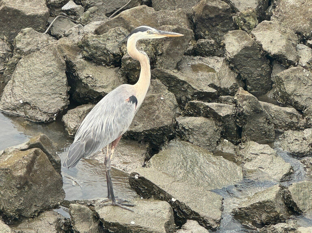 Fort Caroline National Memorial-杰克逊维尔必去景点