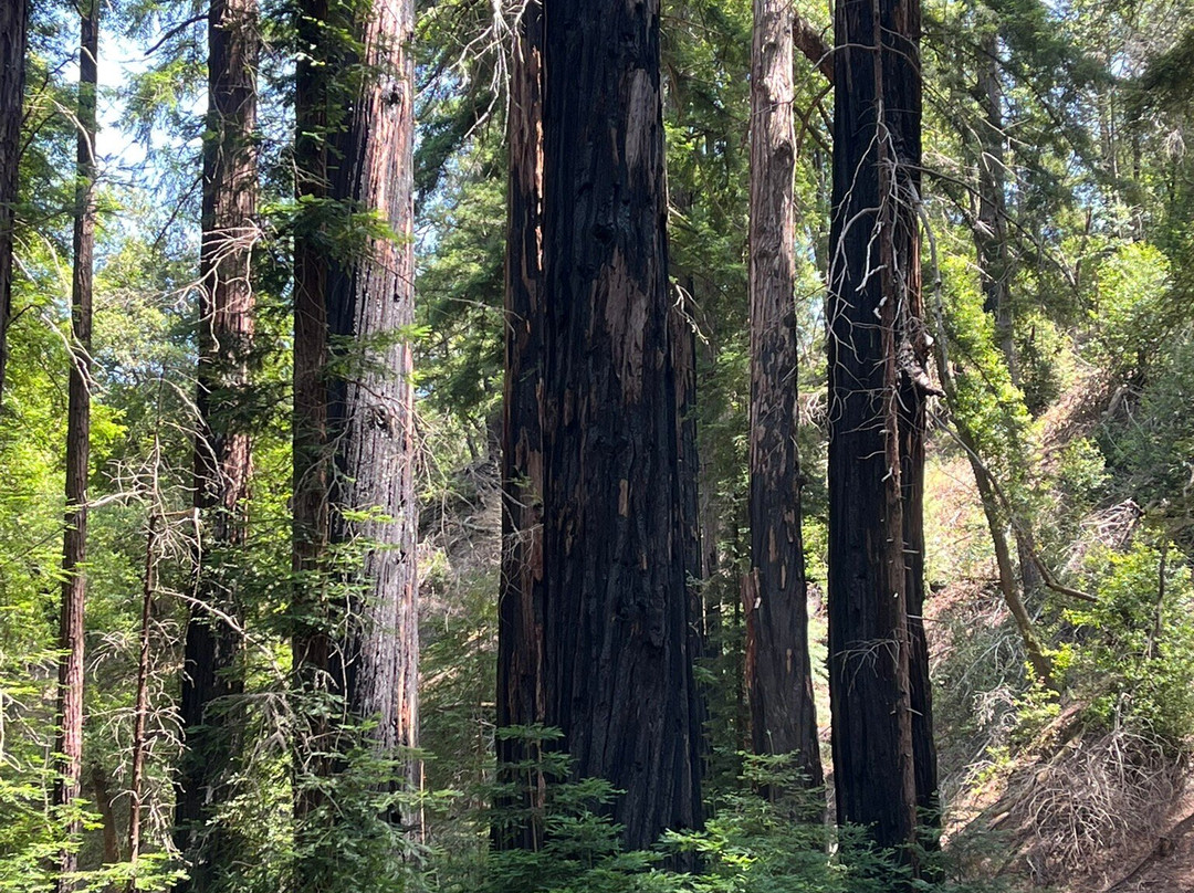 Armstrong Redwood State Reserve景点图片