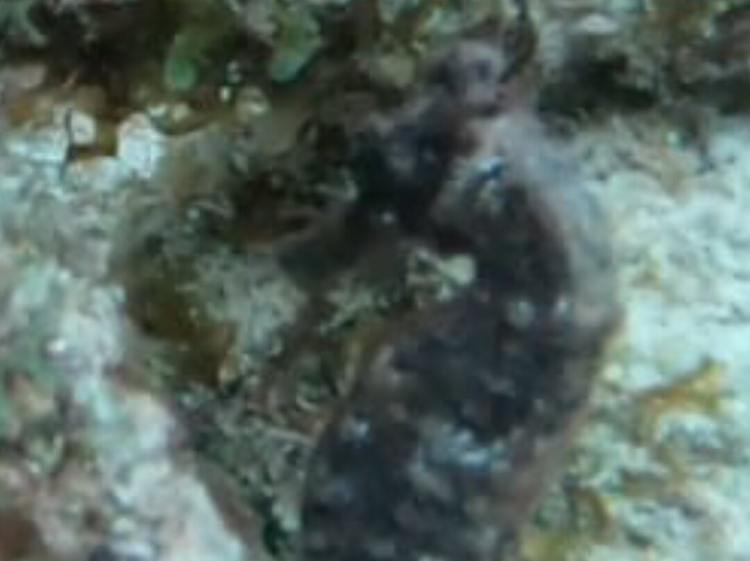 Dive Center Scuba Do-威廉斯塔德必去景点