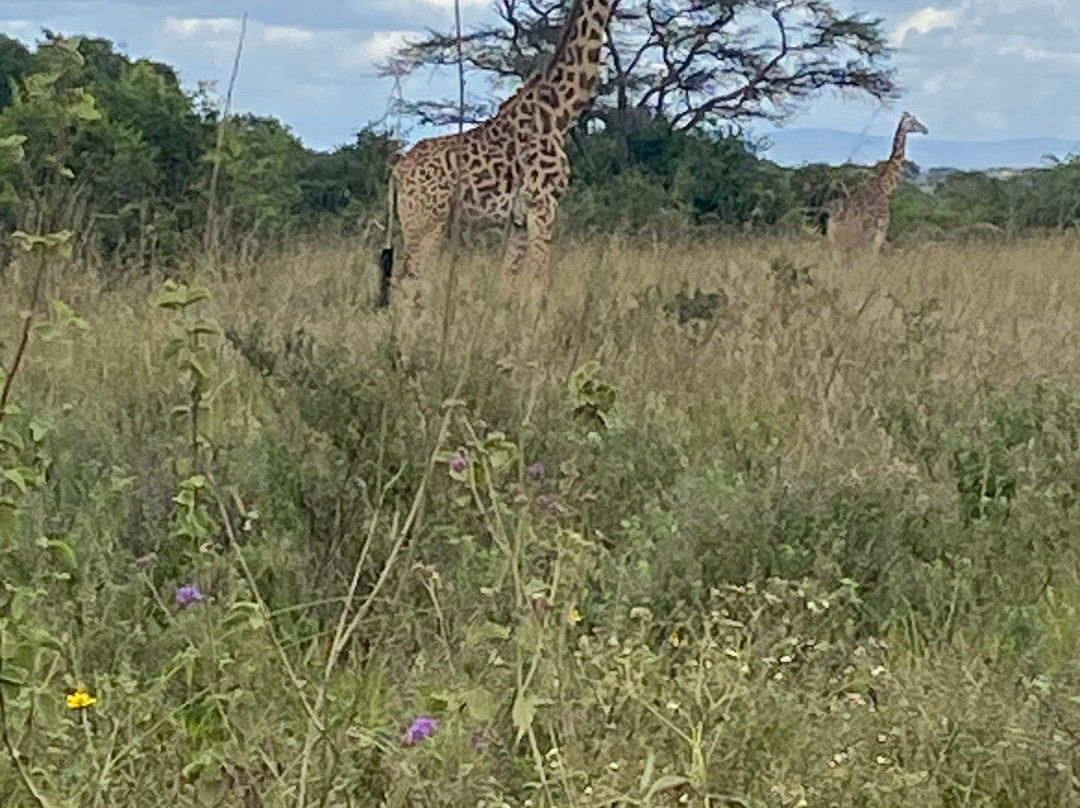 Adept Kenya Safaris景点图片