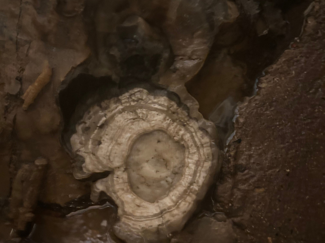 Cave of the Mounds-Blue Mounds必去景点