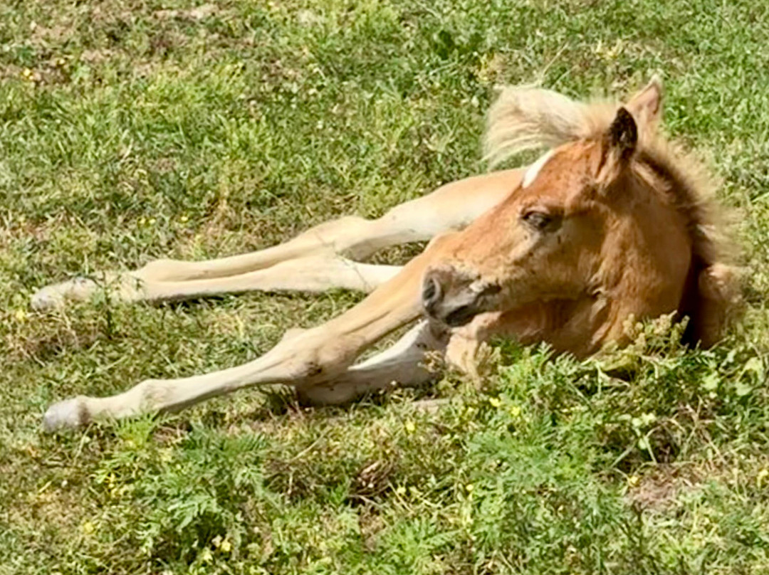 Appalachian Horse Project-Jackson必去景点
