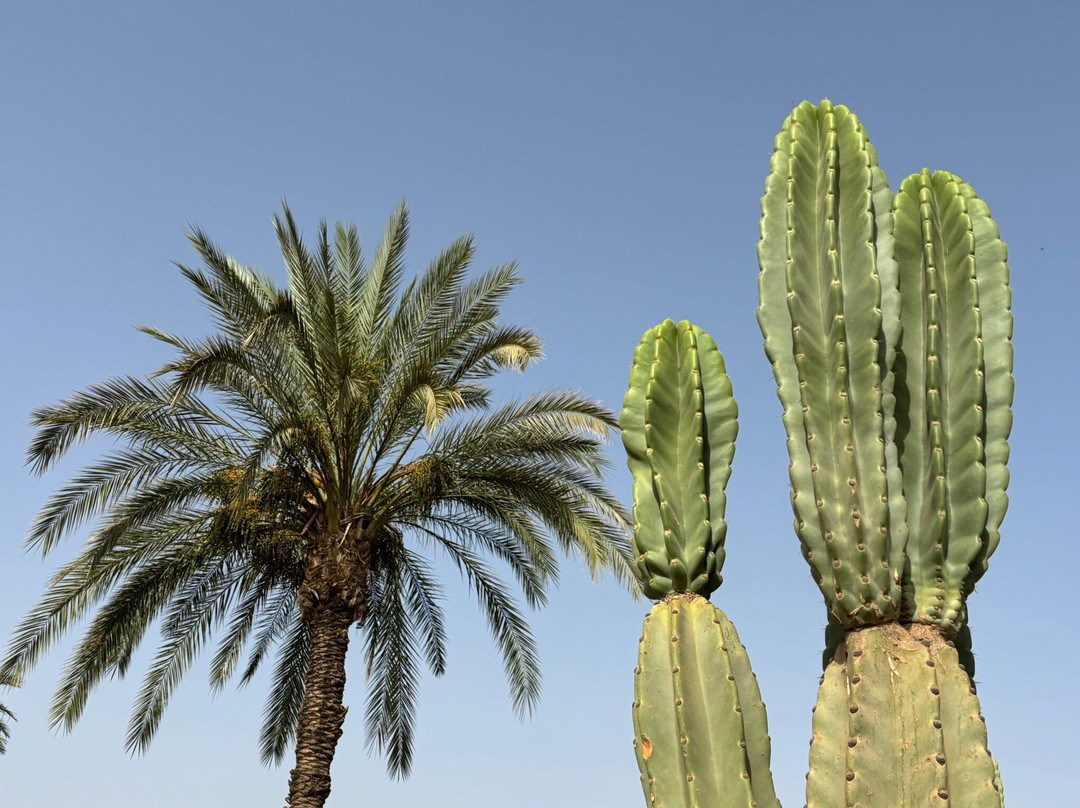 Cactus Thiemann-马拉喀什必去景点
