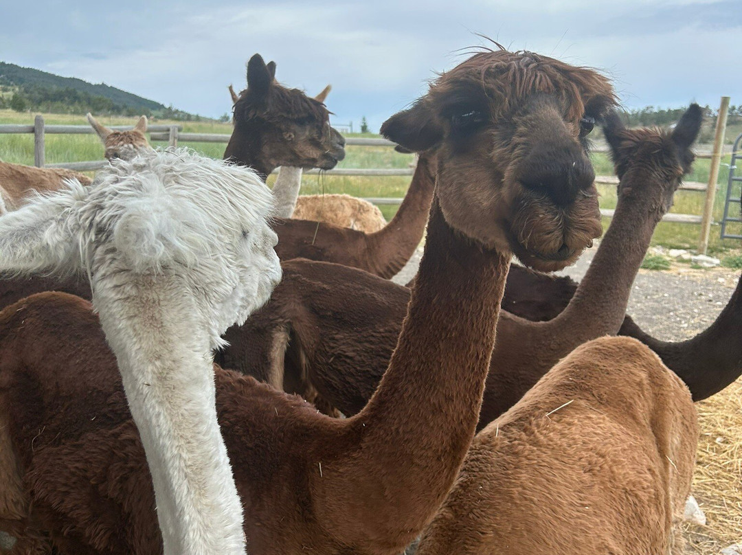 Alpine Vista Suri Alpacas-利文斯顿必去景点