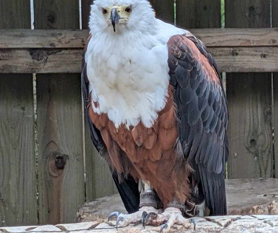 Cotswold Falconry Centre-莫顿因马什必去景点
