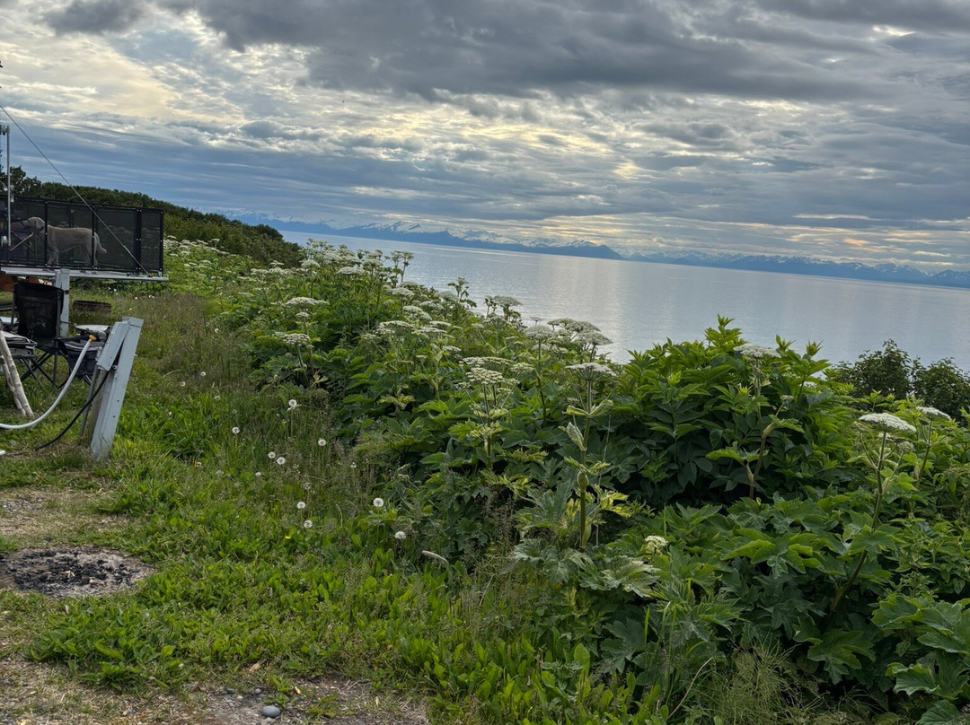 Discover Alaskan Adventures-尼尔奇克必去景点