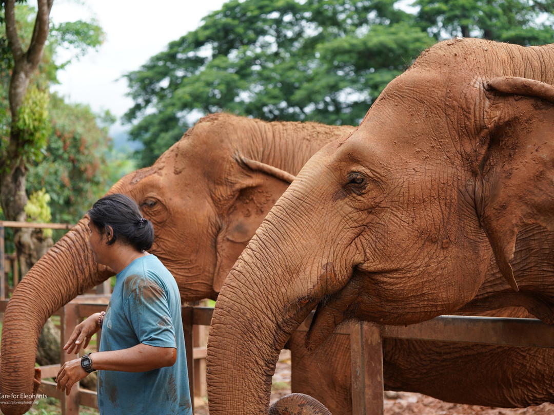 Care for Elephants-清迈必去景点