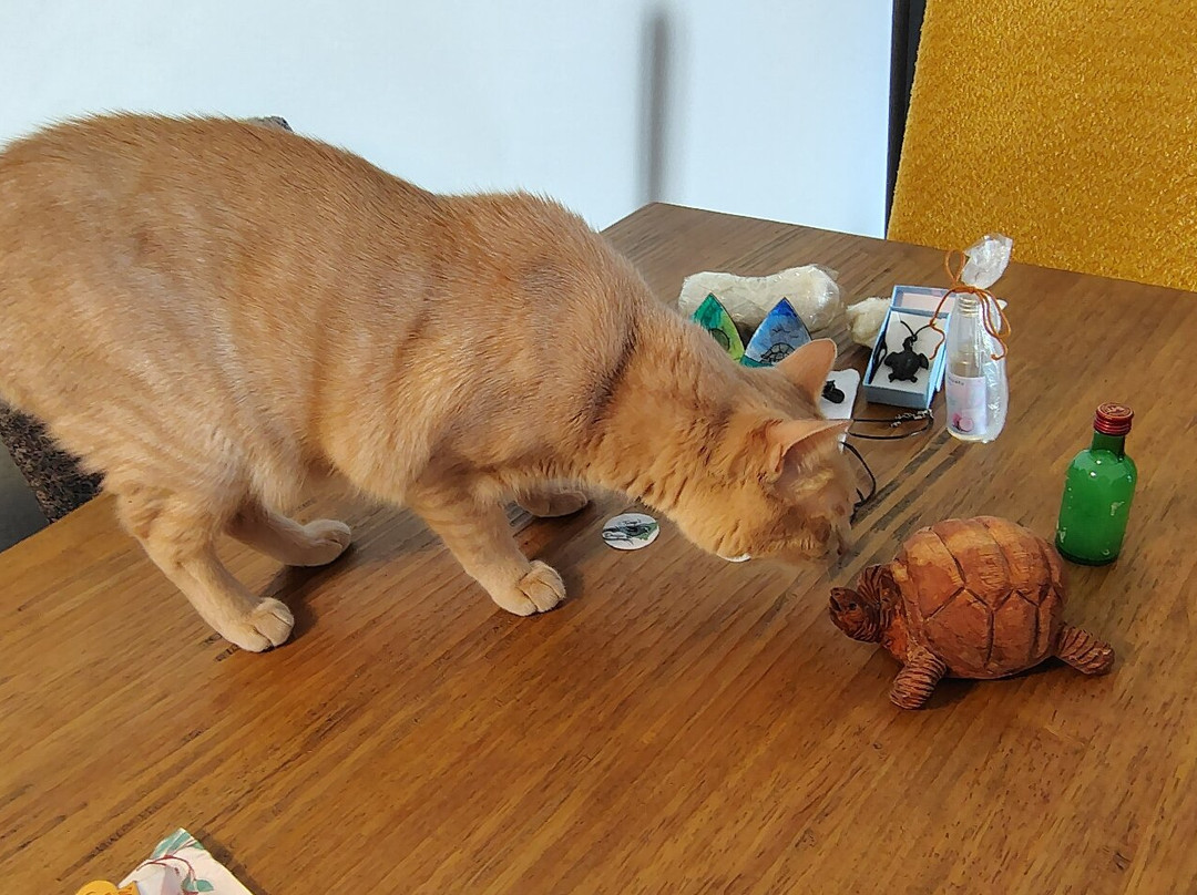 Tony's Design-La Digue必去景点