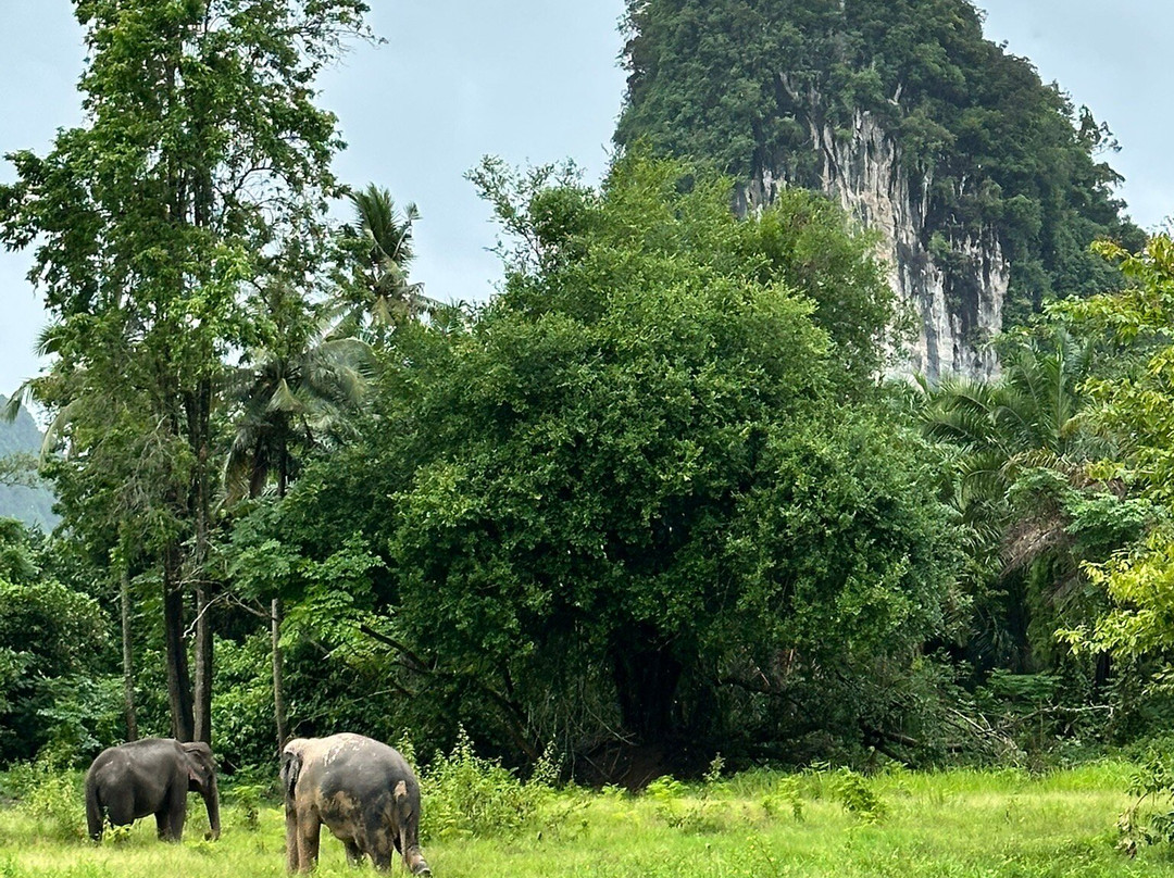 Krabi Elephant Sanctuary-甲米必去景点